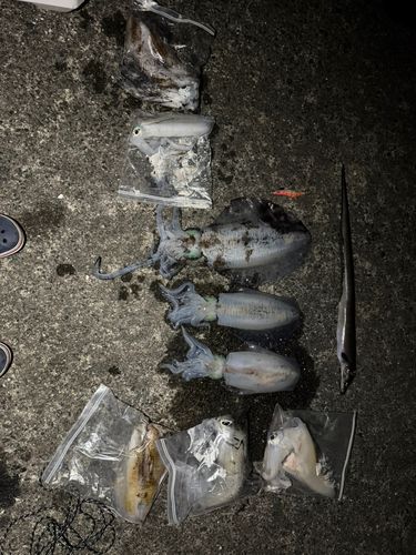 アオリイカの釣果