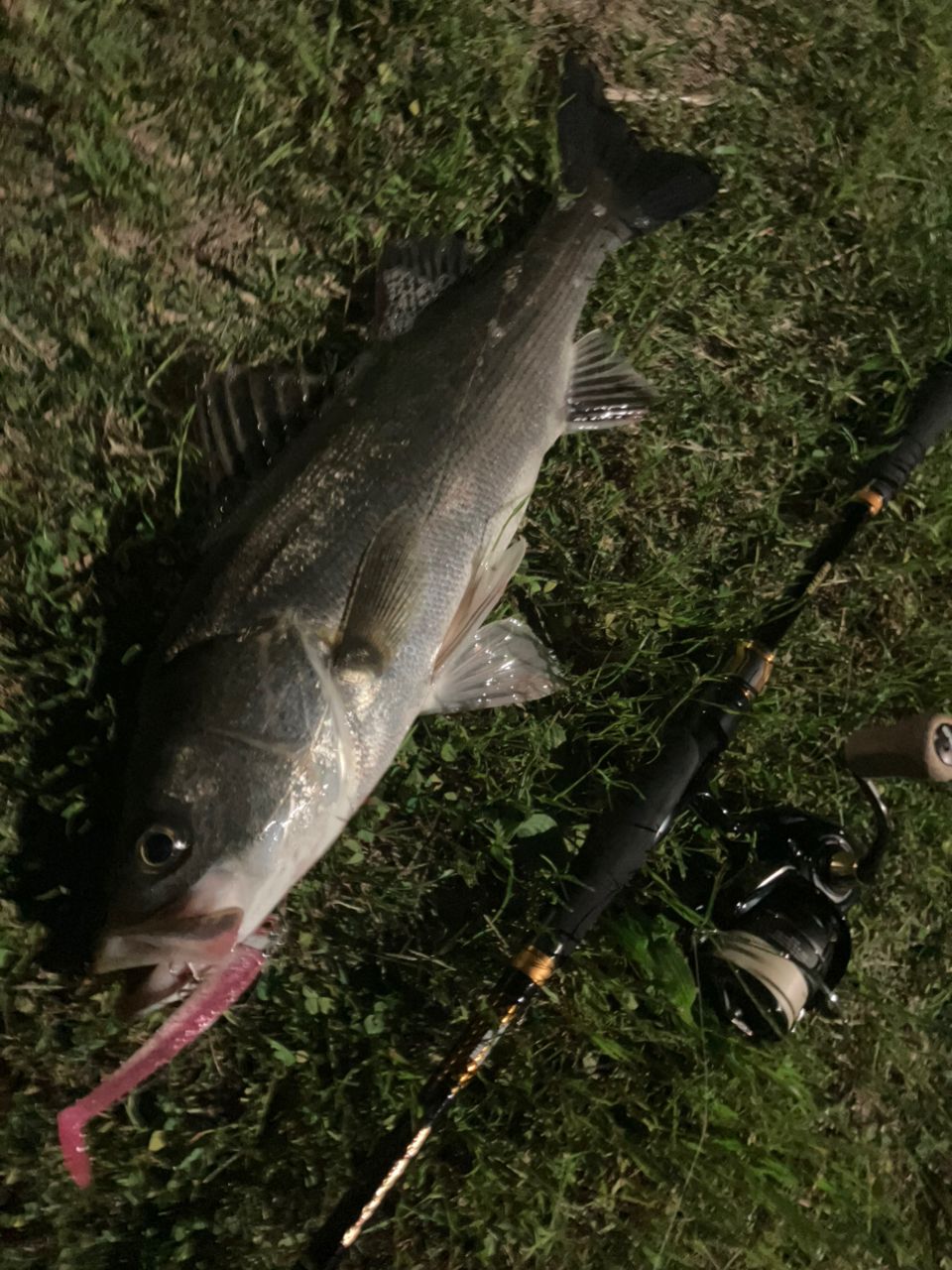 DAIWA 21モアザン ブランジーノ EX AGS 93L/M-Sの最安値・インプレ