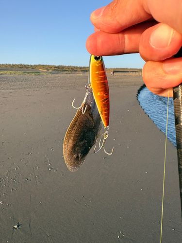 シタビラメの釣果