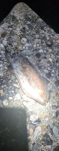 コウイカの釣果