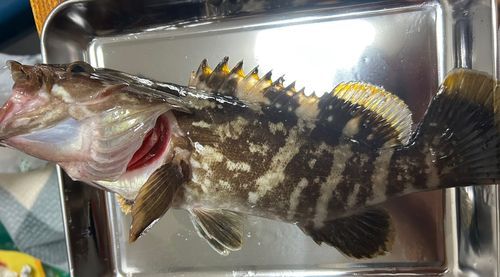 クエの釣果