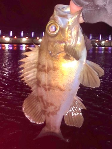 メバルの釣果