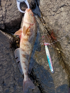 ホッケの釣果
