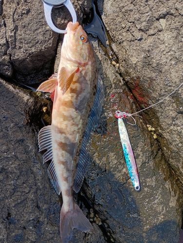 ホッケの釣果