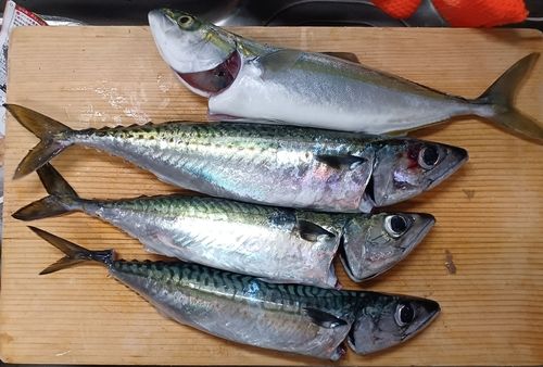 サバの釣果