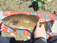 スモールマウスバスの釣果