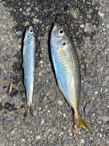 アジの釣果