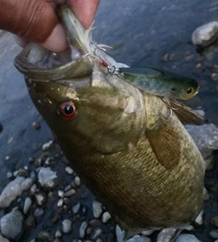 スモールマウスバスの釣果