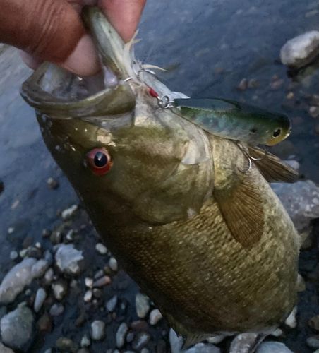 スモールマウスバスの釣果