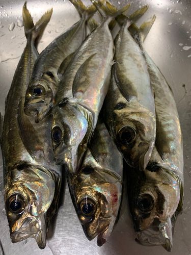 マアジの釣果