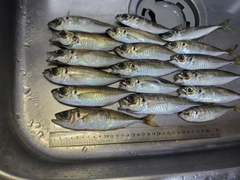 アジの釣果