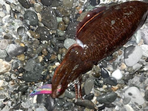 コウイカの釣果