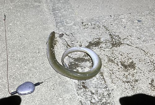 ウナギの釣果