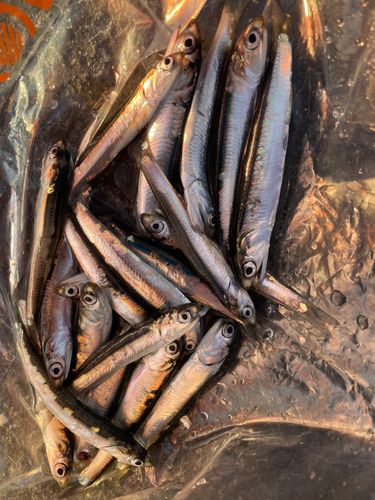 カタクチイワシの釣果