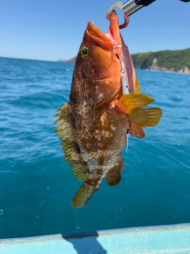 アコウの釣果