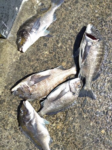 チヌの釣果