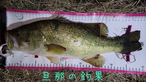 ブラックバスの釣果