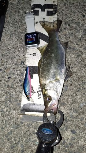セイゴ（ヒラスズキ）の釣果