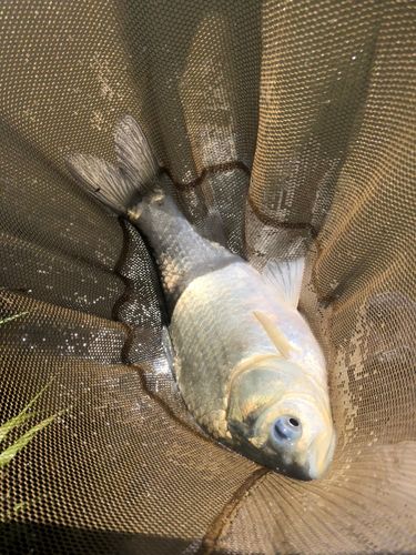 ヘラブナの釣果