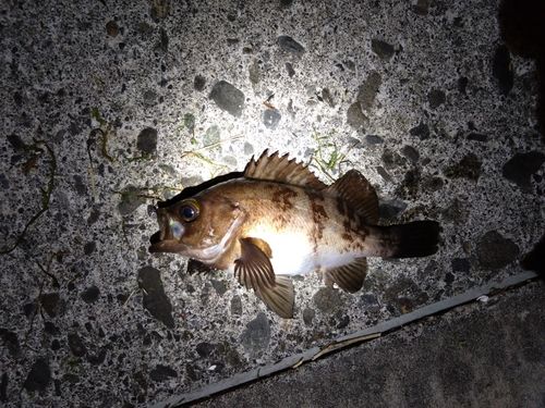 メバルの釣果