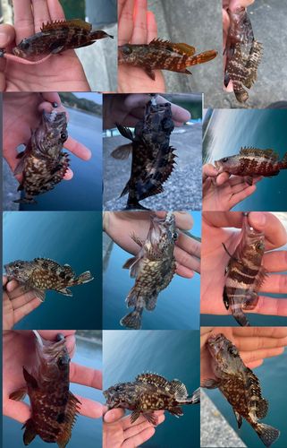 カサゴの釣果