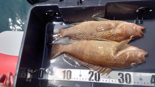 オオモンハタの釣果