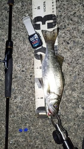 セイゴ（ヒラスズキ）の釣果