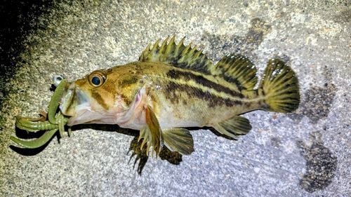 シマゾイの釣果