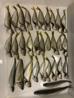 マアジの釣果