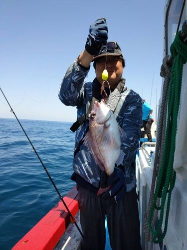 マダイの釣果