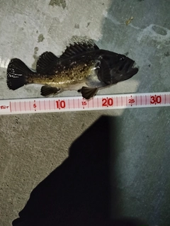 クロソイの釣果