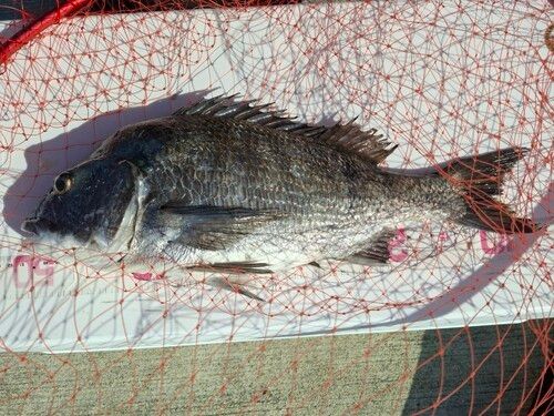 チヌの釣果