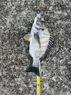クロダイの釣果