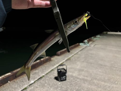 カマスの釣果