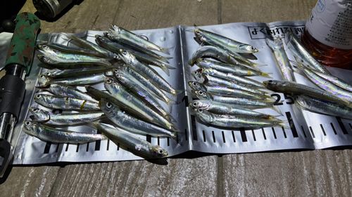 カタクチイワシの釣果