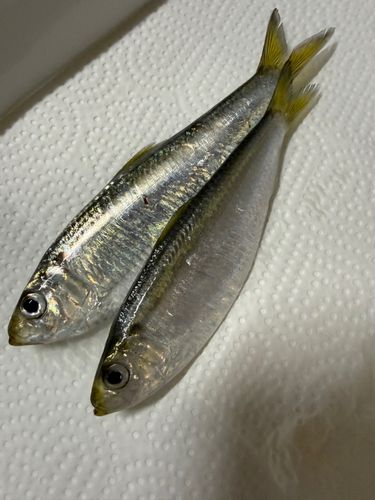 コノシロの釣果