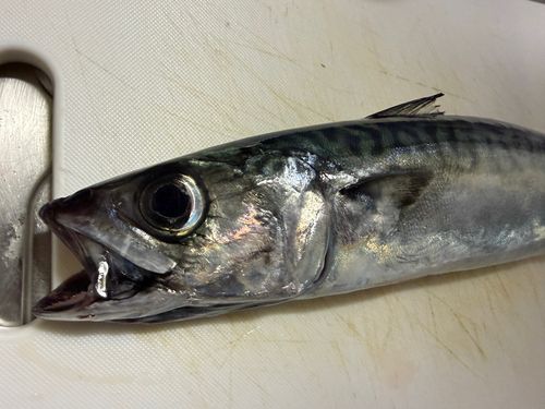 サバの釣果
