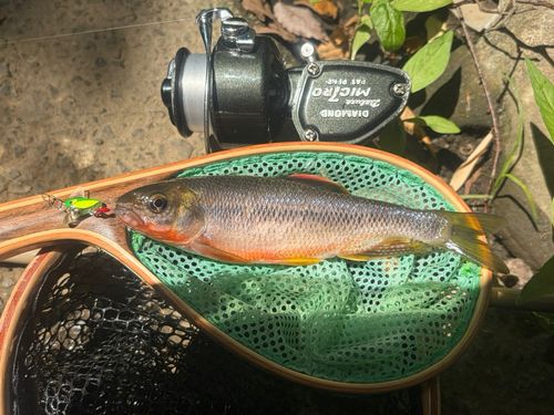 カワムツの釣果