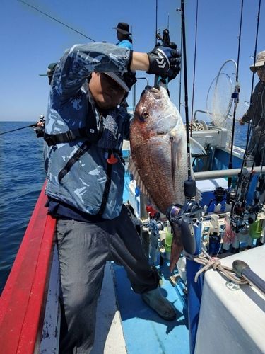 マダイの釣果