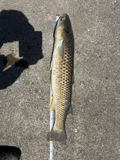 ボラの釣果