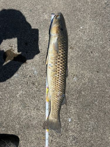 ボラの釣果