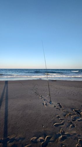 エイの釣果