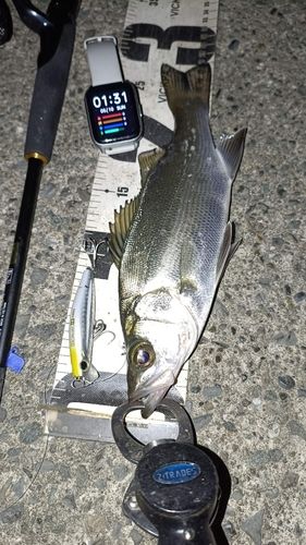 セイゴ（ヒラスズキ）の釣果