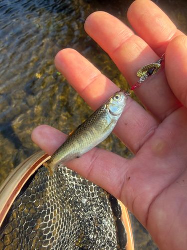オイカワの釣果