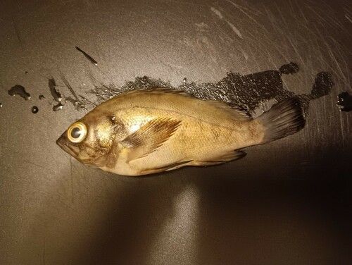 クロメバルの釣果