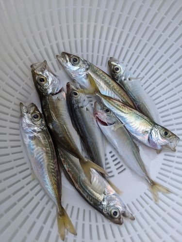 アジの釣果
