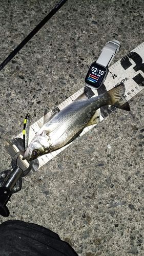 セイゴ（ヒラスズキ）の釣果
