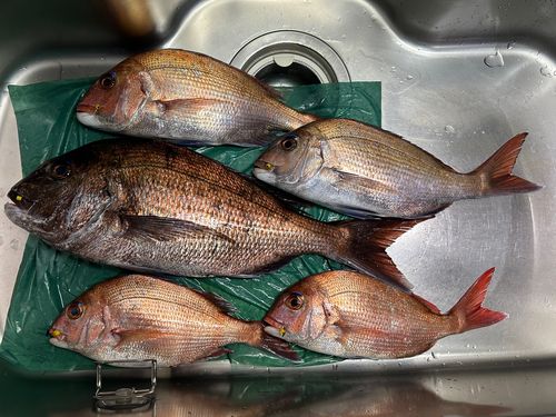 タイの釣果