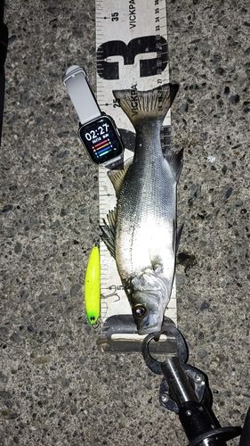 セイゴ（ヒラスズキ）の釣果