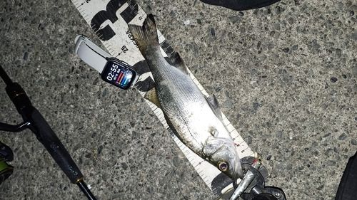 セイゴ（ヒラスズキ）の釣果
